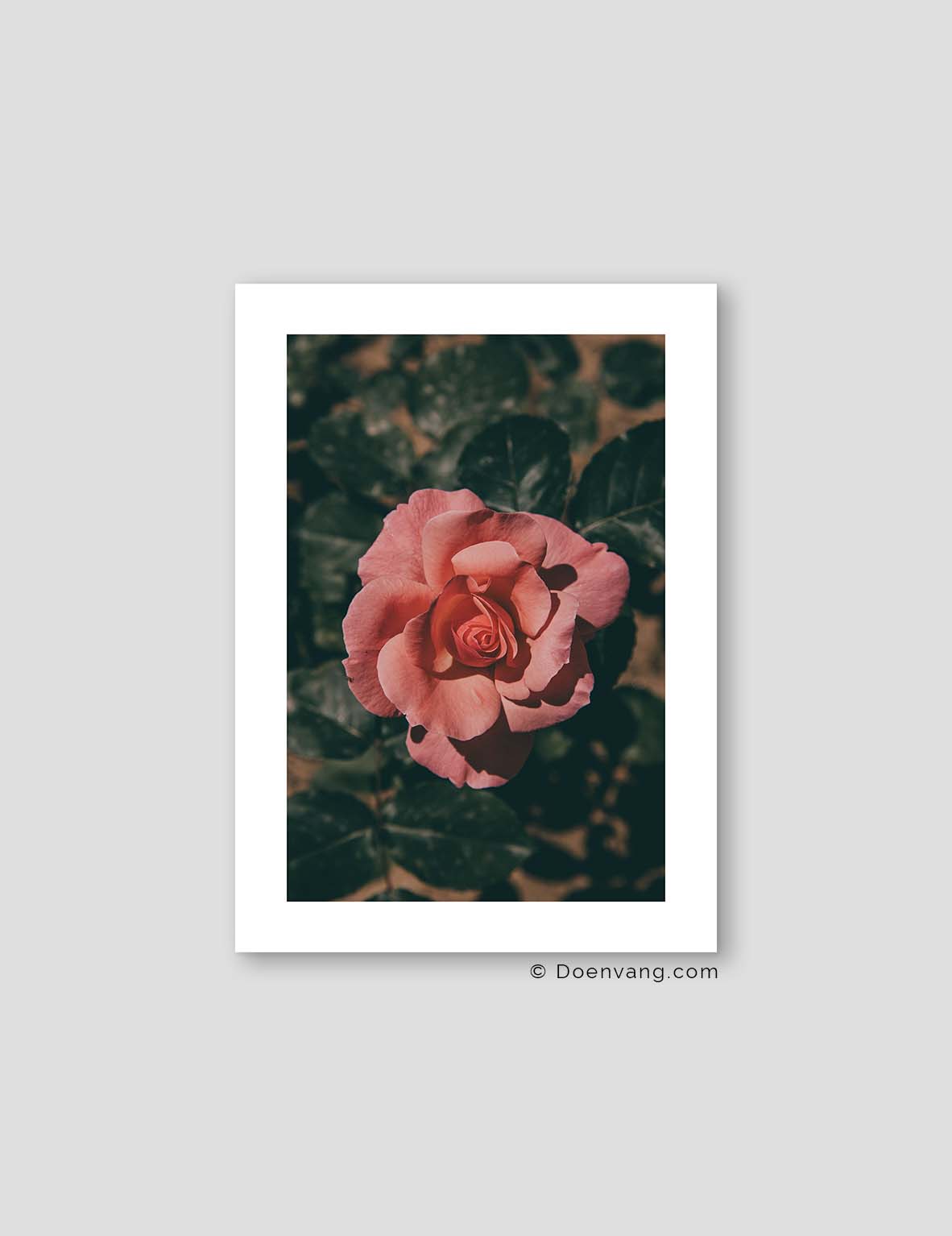 Turkish Analog Rose #1 | Turkey 2022