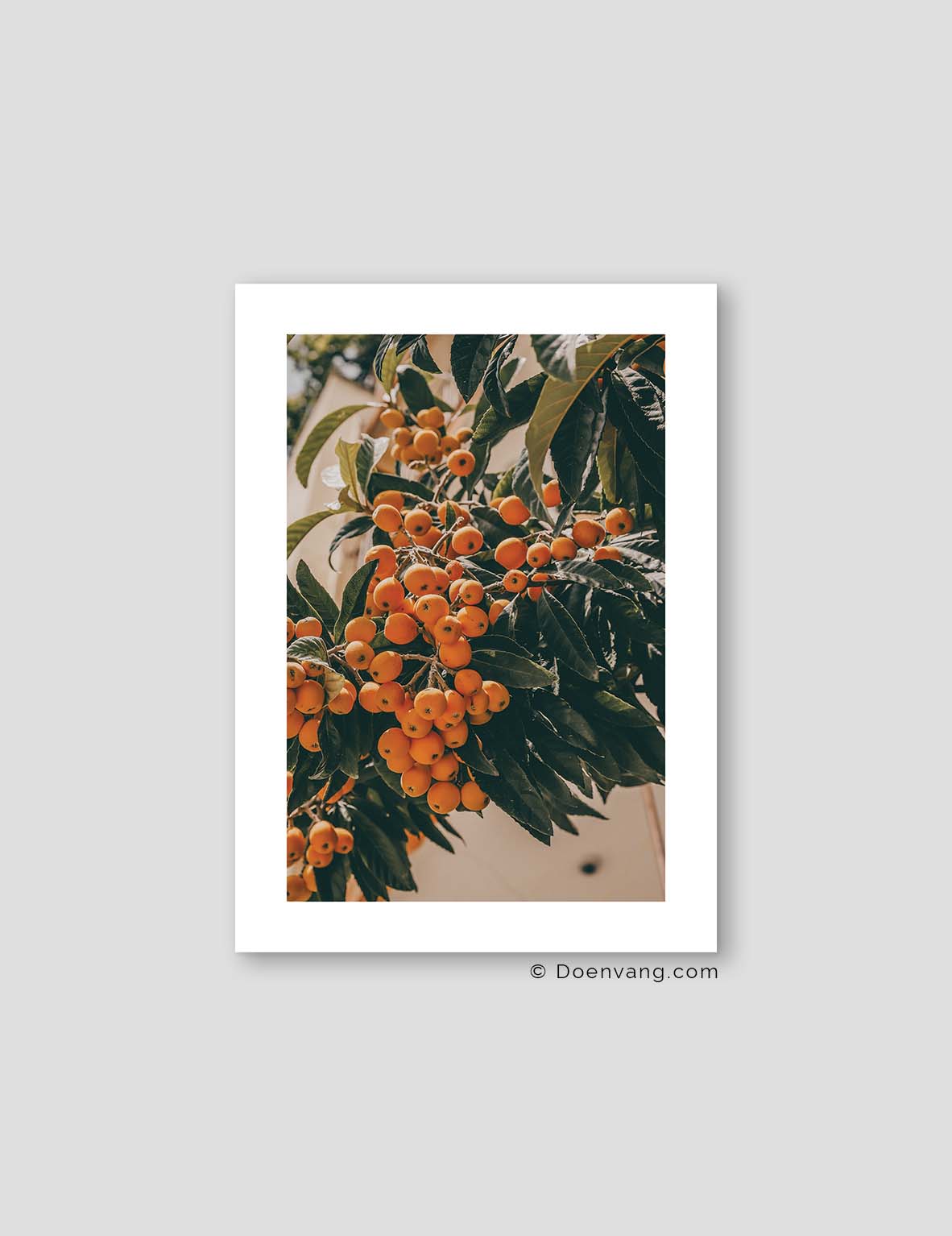 Turkish Loquat #1 | Turkey 2022