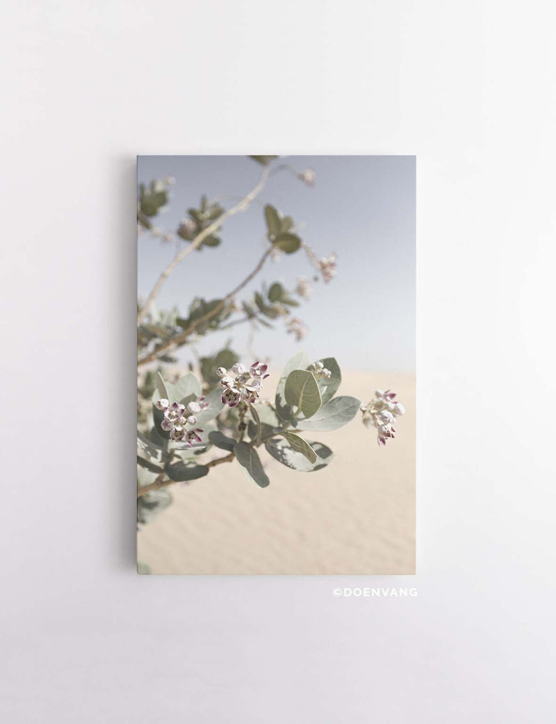 CANVAS | Desert Flower #1