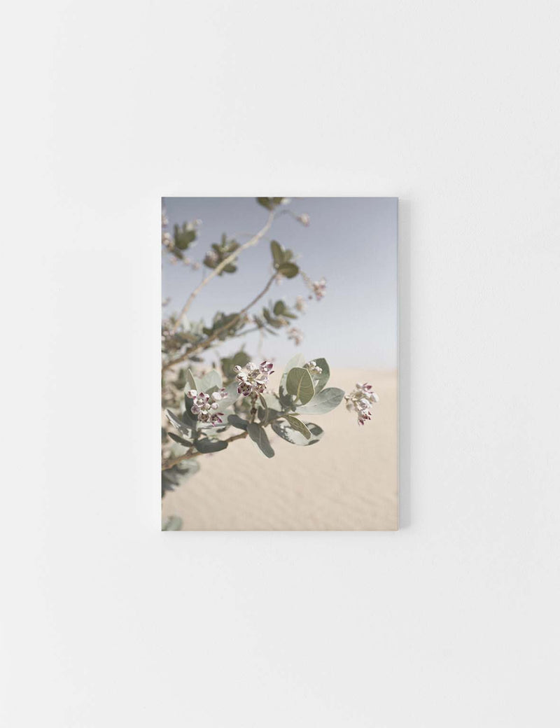 CANVAS | Desert Flower #1