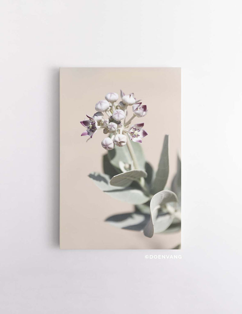 CANVAS | Desert Flower #2