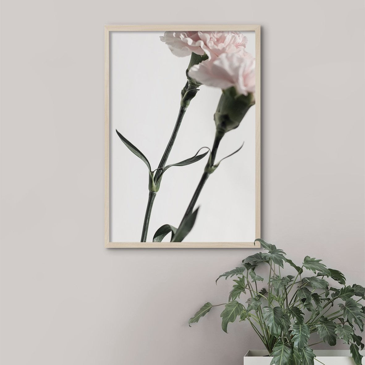 Pink Carnations #2 - Doenvang