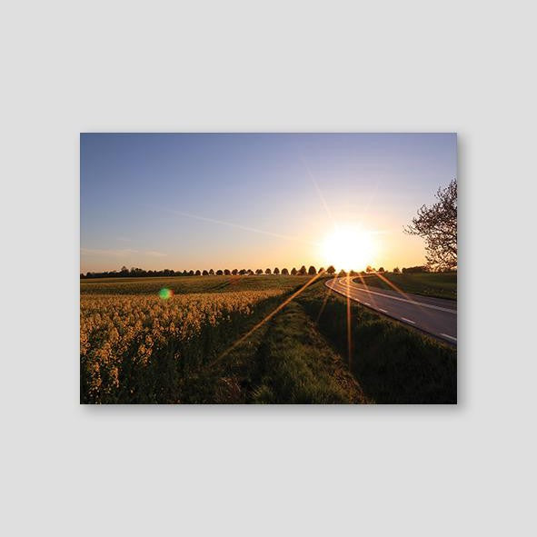 Mustard Field - Doenvang