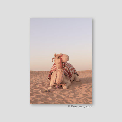 UAE Camel, UAE2020 - Doenvang